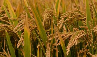 广州水稻田摄影工作室 广州水稻田摄影工作室